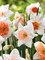 Pink Mix Narcissus/Daffodil - Coral/Pink Cup - 14/16 cm Bulbs - 14 Bulbs